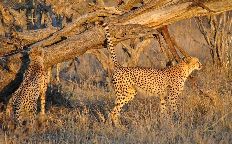 Pungwe Safari Camp Villa Rizab Memburu Manyeleti Luaran gambar